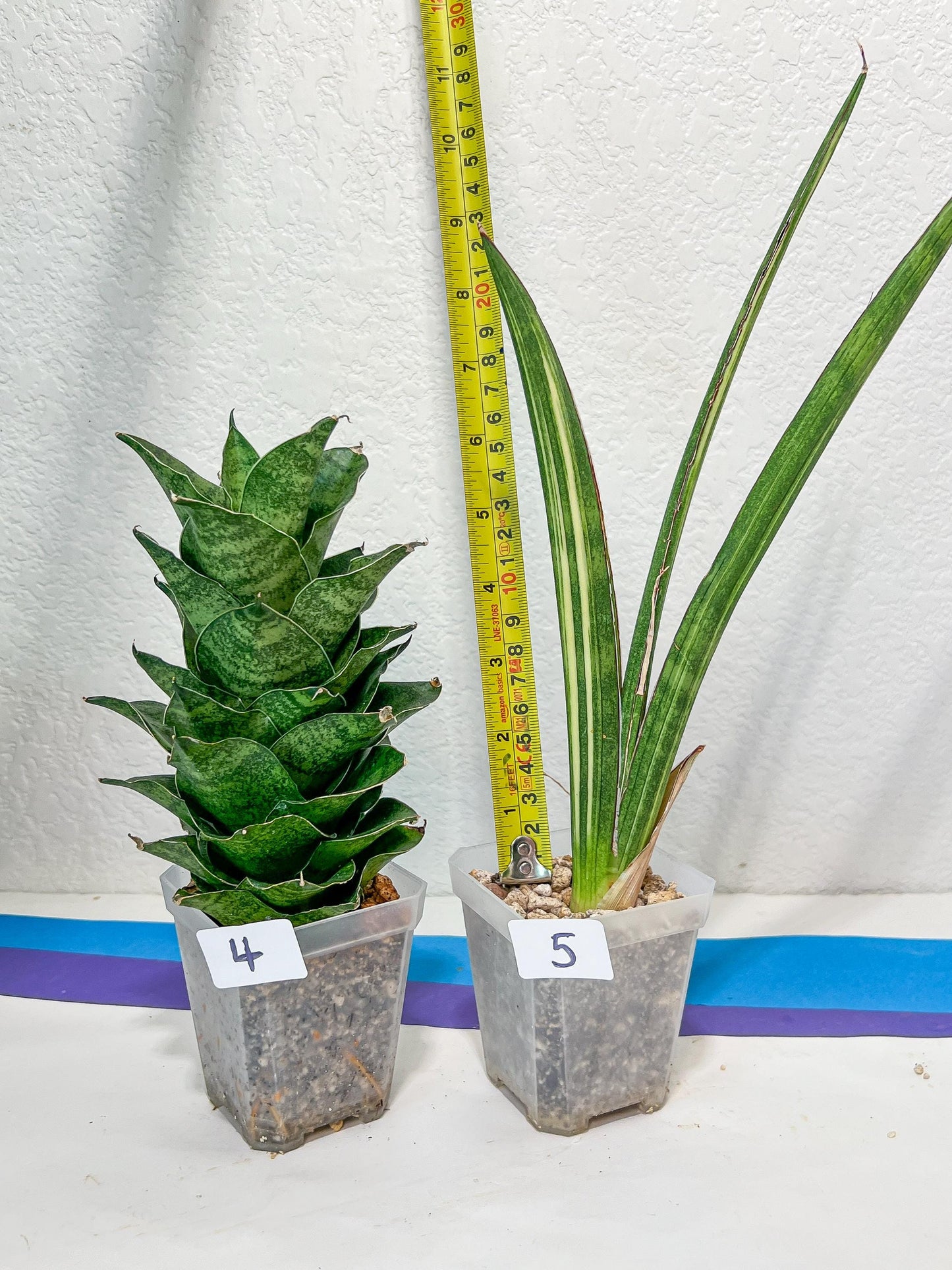 Sansevieria Rare Collections 2.5" Pot | Plant names listed in descriptions. More photos available on request (G1/1~9)