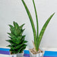 Sansevieria Rare Collections 2.5" Pot | Plant names listed in descriptions. More photos available on request (G1/1~9)