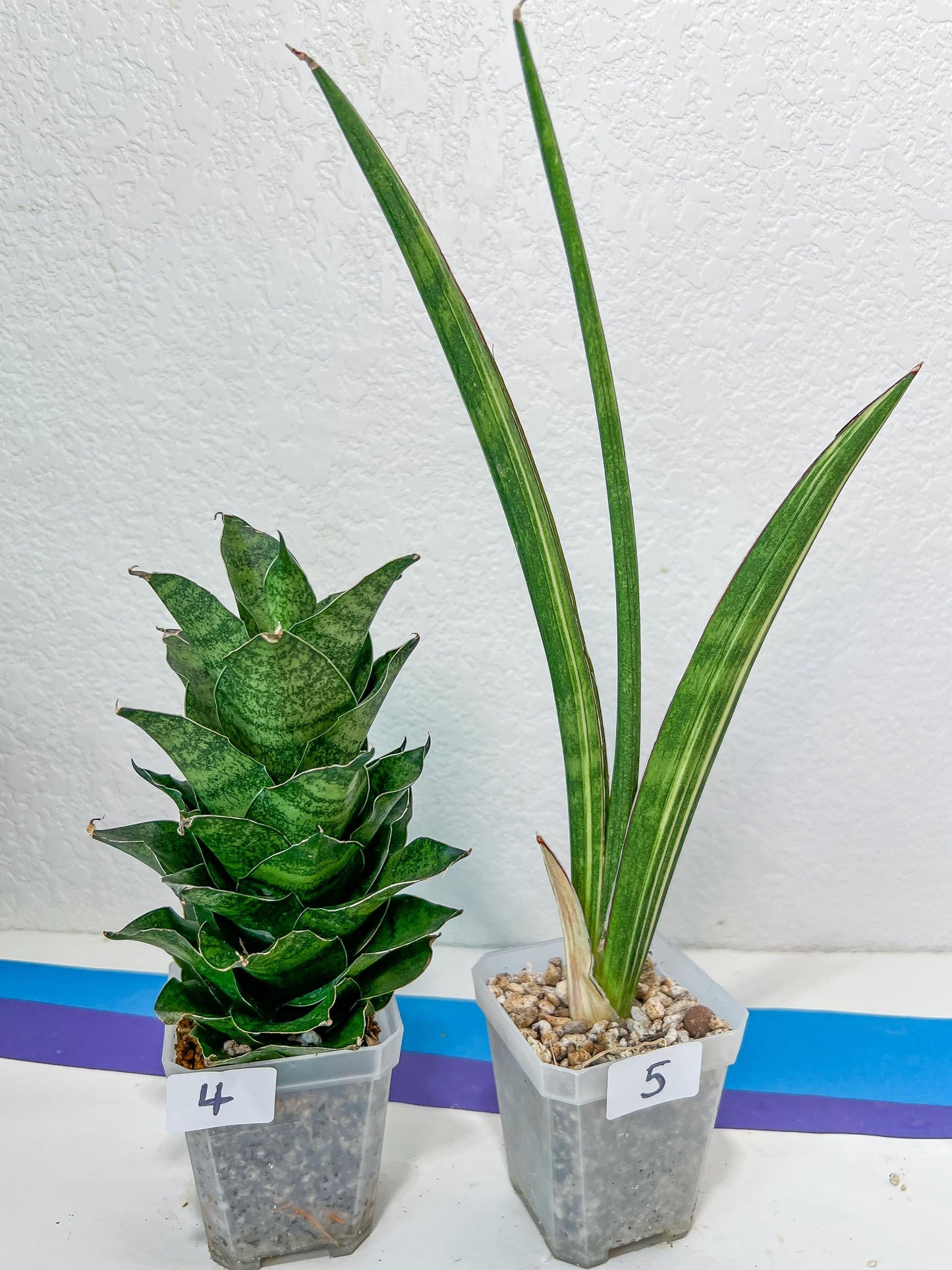 Sansevieria Rare Collections 2.5" Pot | Plant names listed in descriptions. More photos available on request (G1/1~9)