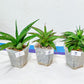 Sansevieria Rare Collections 2.5" Pot | Plant names listed in descriptions. More photos available on request (G4)