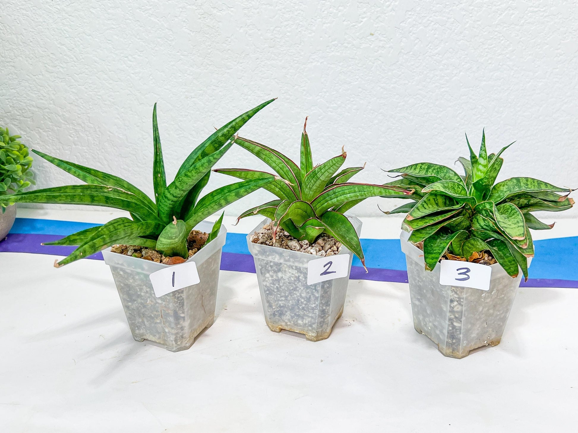 Sansevieria Rare Collections 2.5" Pot | Plant names listed in descriptions. More photos available on request (G4)