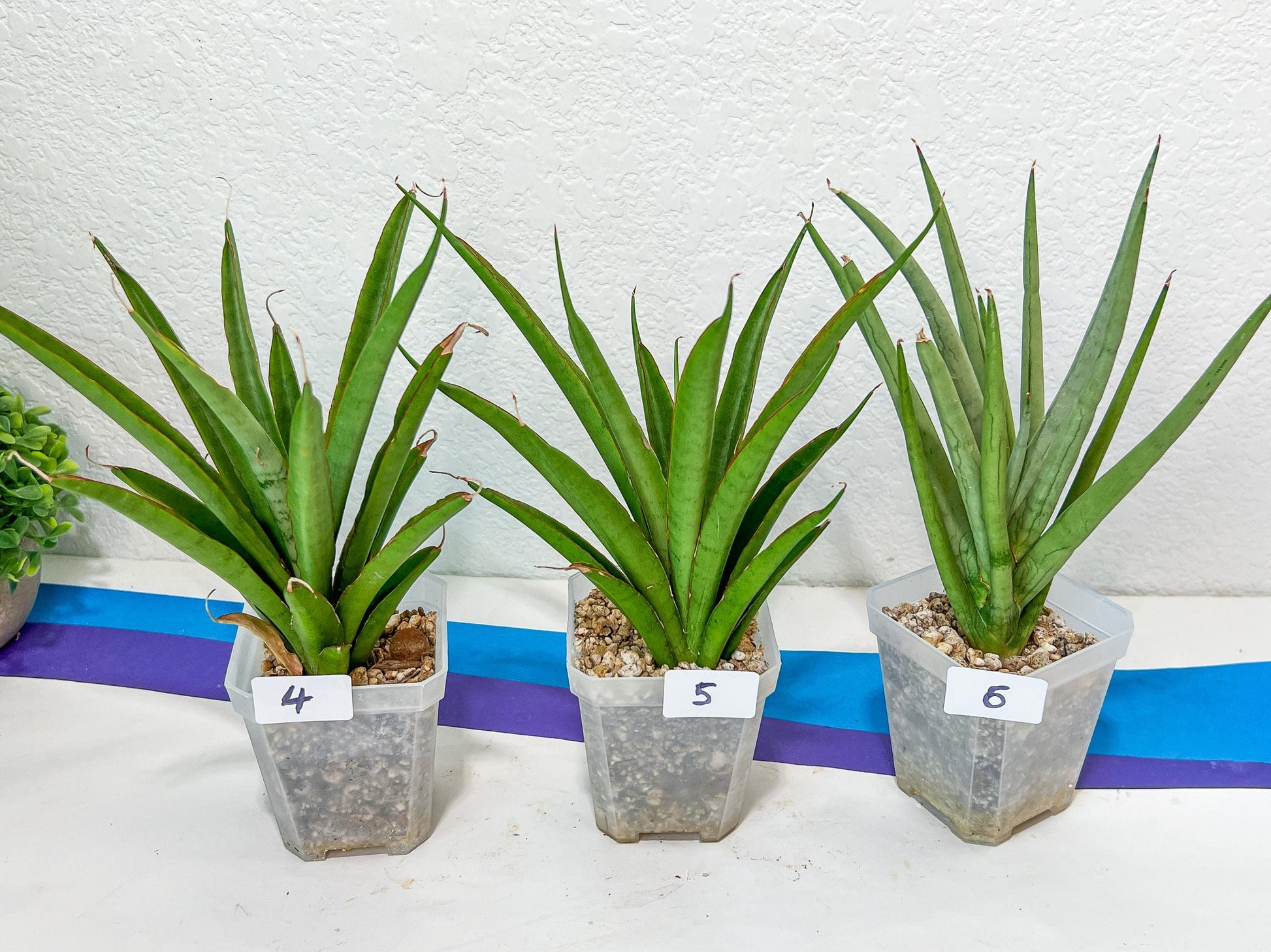 Sansevieria Rare Collections 2.5" Pot | Plant names listed in descriptions. More photos available on request (G4)