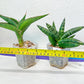 Sansevieria Rare Collections 2.5" Pot | Plant names listed in descriptions. More photos available on request (G4)