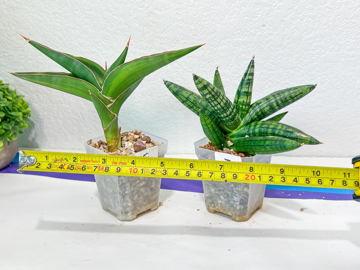 Sansevieria Rare Collections 2.5" Pot | Plant names listed in descriptions. More photos available on request (G4)