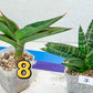 Sansevieria Rare Collections 2.5" Pot | Plant names listed in descriptions. More photos available on request (G4)