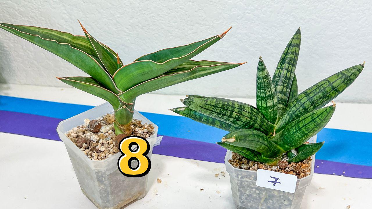 Sansevieria Rare Collections 2.5" Pot | Plant names listed in descriptions. More photos available on request (G4)