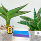 Sansevieria Rare Collections 2.5" Pot | Plant names listed in descriptions. More photos available on request (G4)