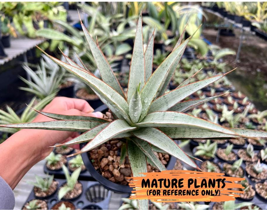 Sansevieria Lady Prang (ca4) (y) | Imported Hybrids