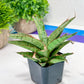 Sansevieria Lady Prang Pups | Rare Snake Plant | 2" Planter