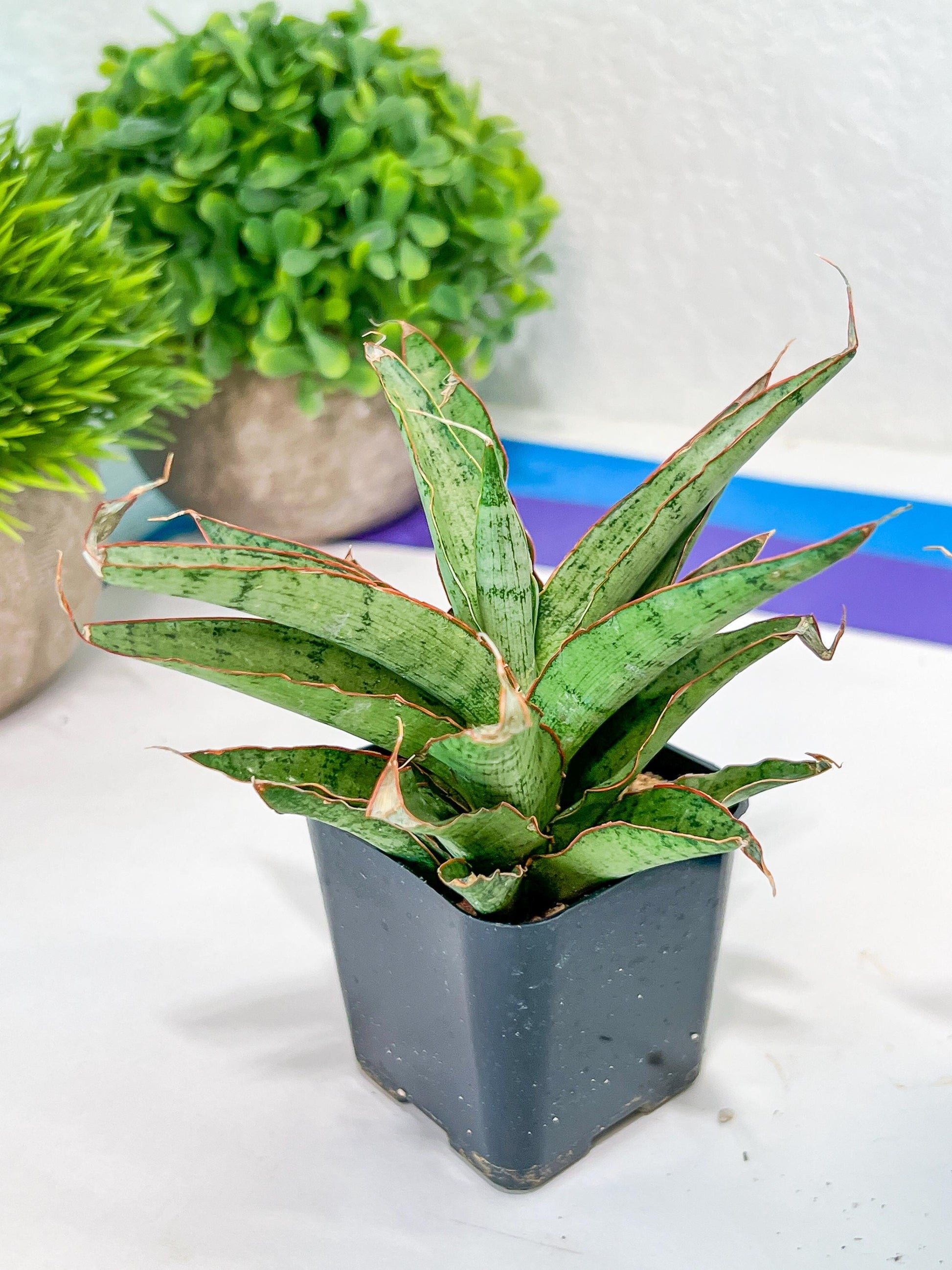 Sansevieria Lady Prang Pups | Rare Snake Plant | 2" Planter