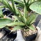 Sansevieria Lady Prang Pups | Rare Snake Plant | 2" Planter