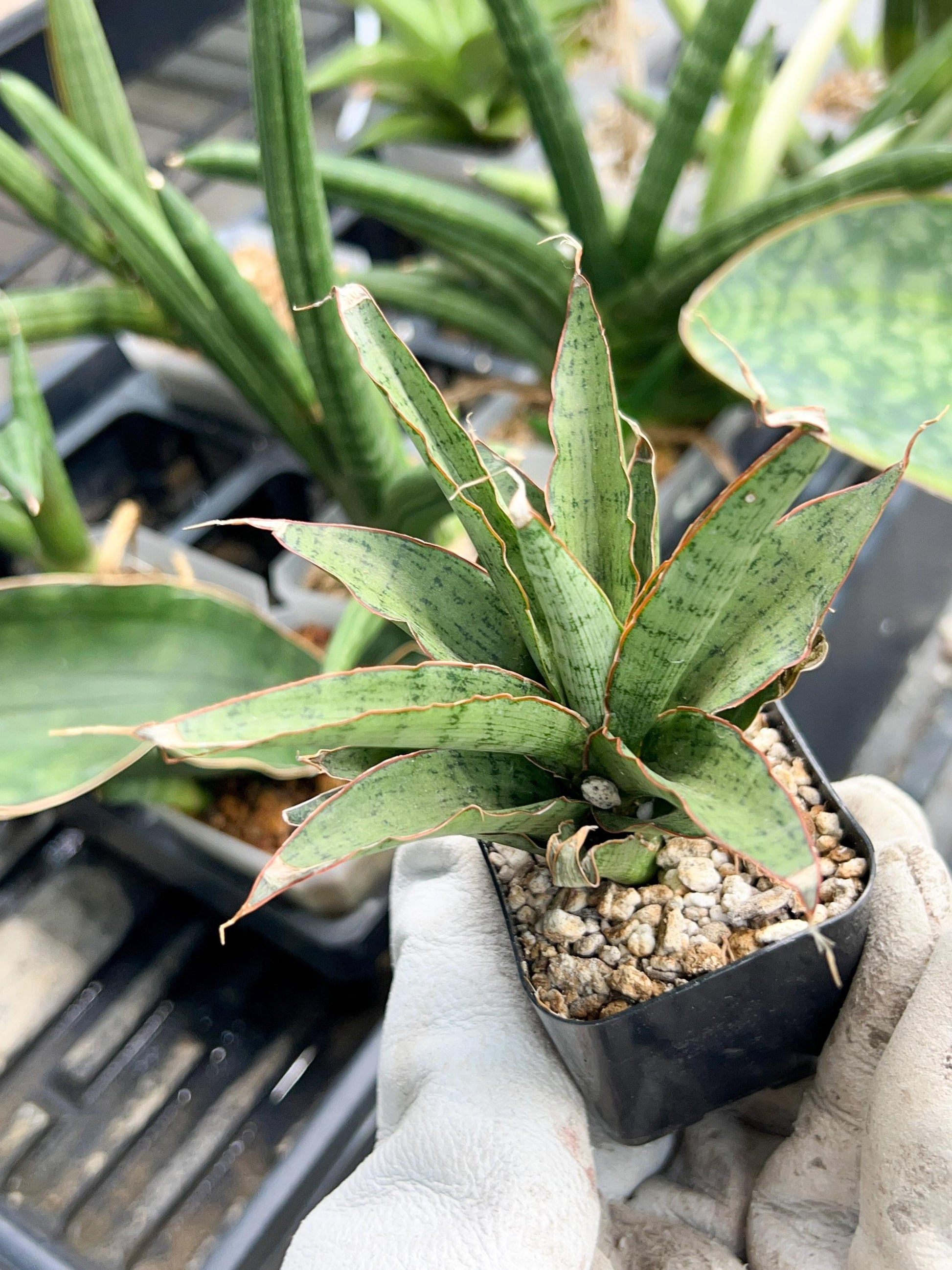 Sansevieria Lady Prang Pups | Rare Snake Plant | 2" Planter