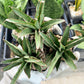 Sansevieria Lady Prang Pups | Rare Snake Plant | 2" Planter