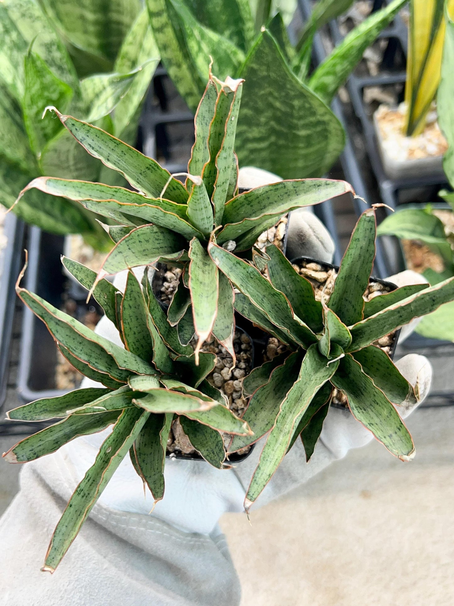 Sansevieria Lady Prang Pups | Rare Snake Plant | 2" Planter