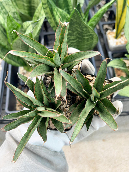 Sansevieria Lady Prang Pups (PH15) | Imported Plant