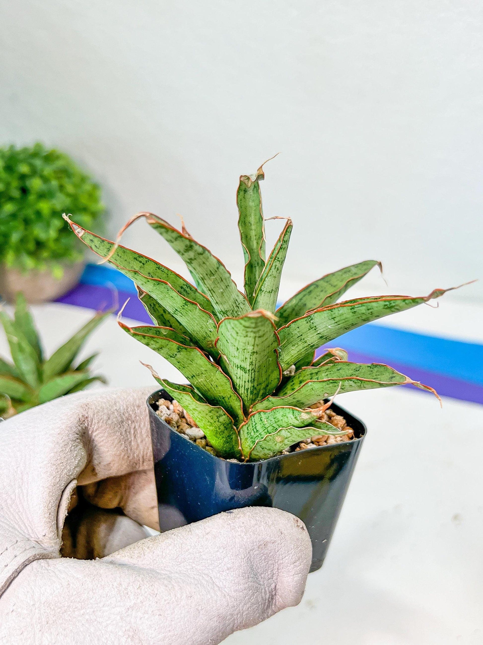 Sansevieria Lady Prang Pups | Rare Snake Plant | 2" Planter