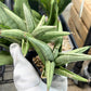 Sansevieria Supper Chubby | Rare Snake Plant | 2" Planter