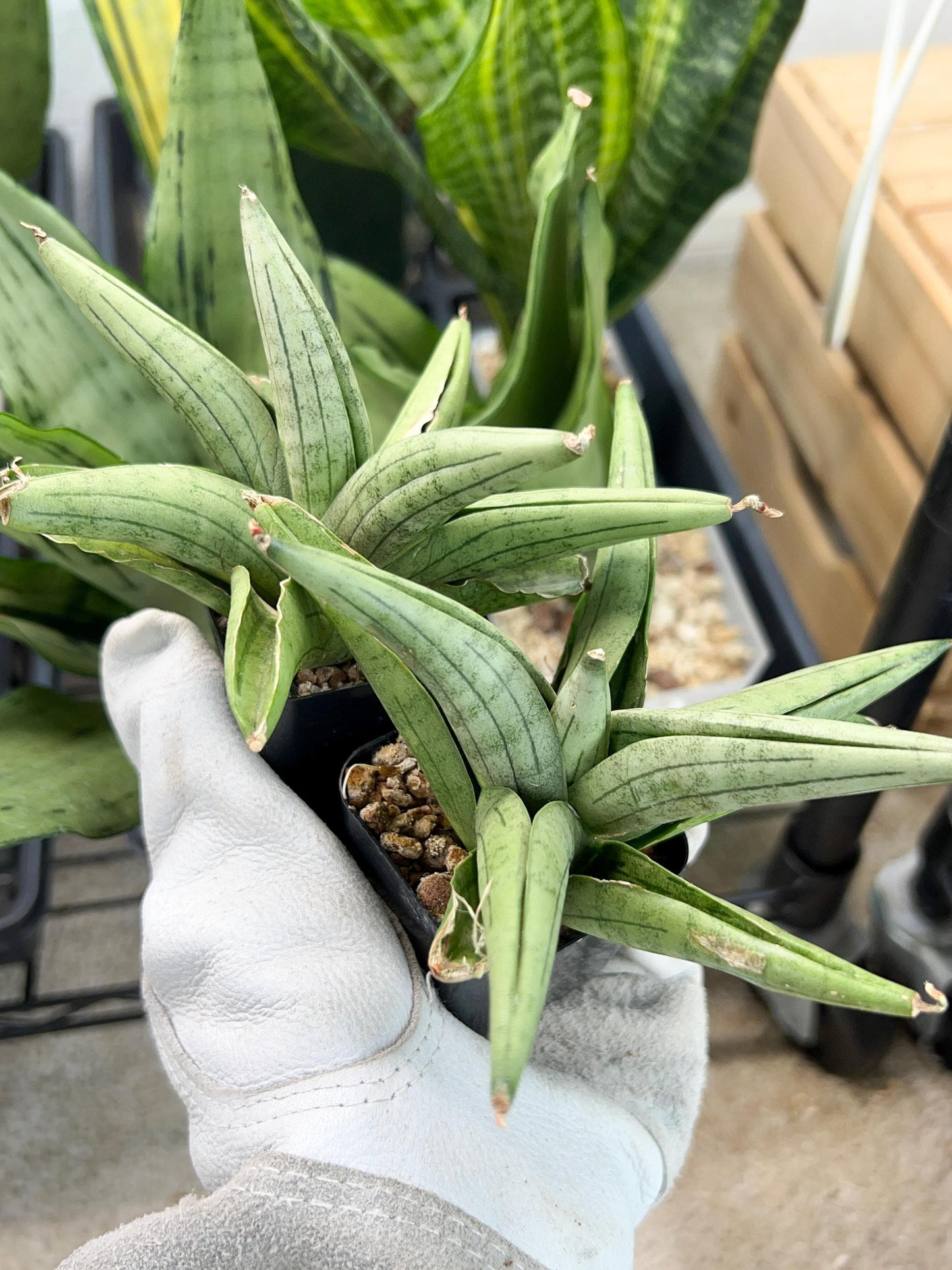 Sansevieria Supper Chubby | Rare Snake Plant | 2" Planter