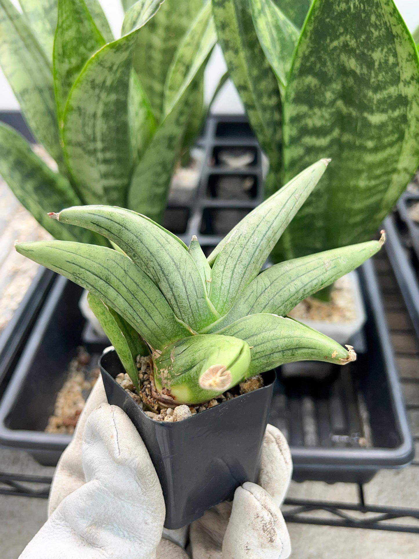 Sansevieria Supper Chubby | Rare Snake Plant | 2" Planter