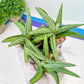 Sansevieria Supper Chubby | Rare Snake Plant | 2" Planter