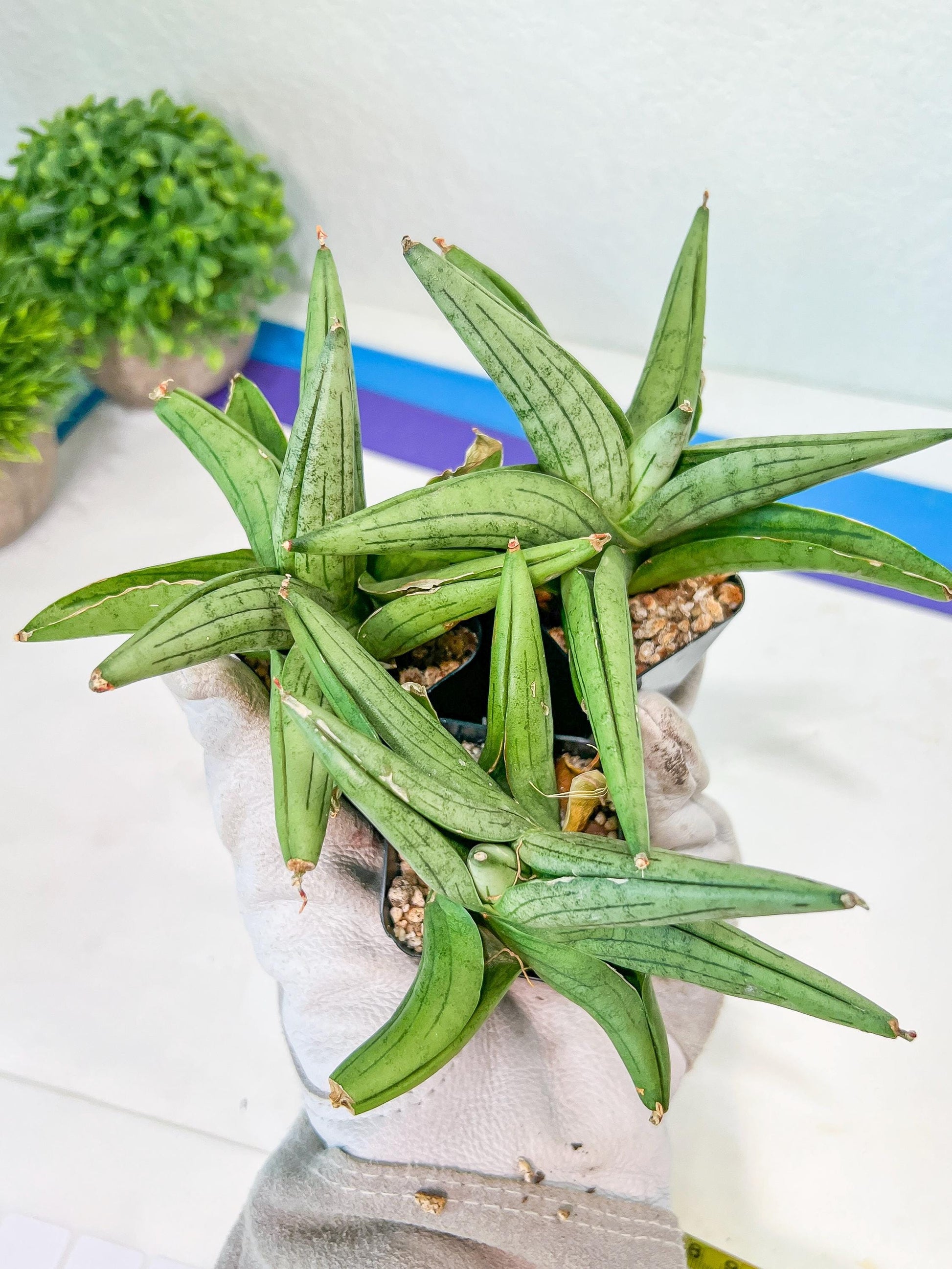 Sansevieria Supper Chubby | Rare Snake Plant | 2" Planter