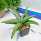 Sansevieria Supper Chubby | Rare Snake Plant | 2" Planter