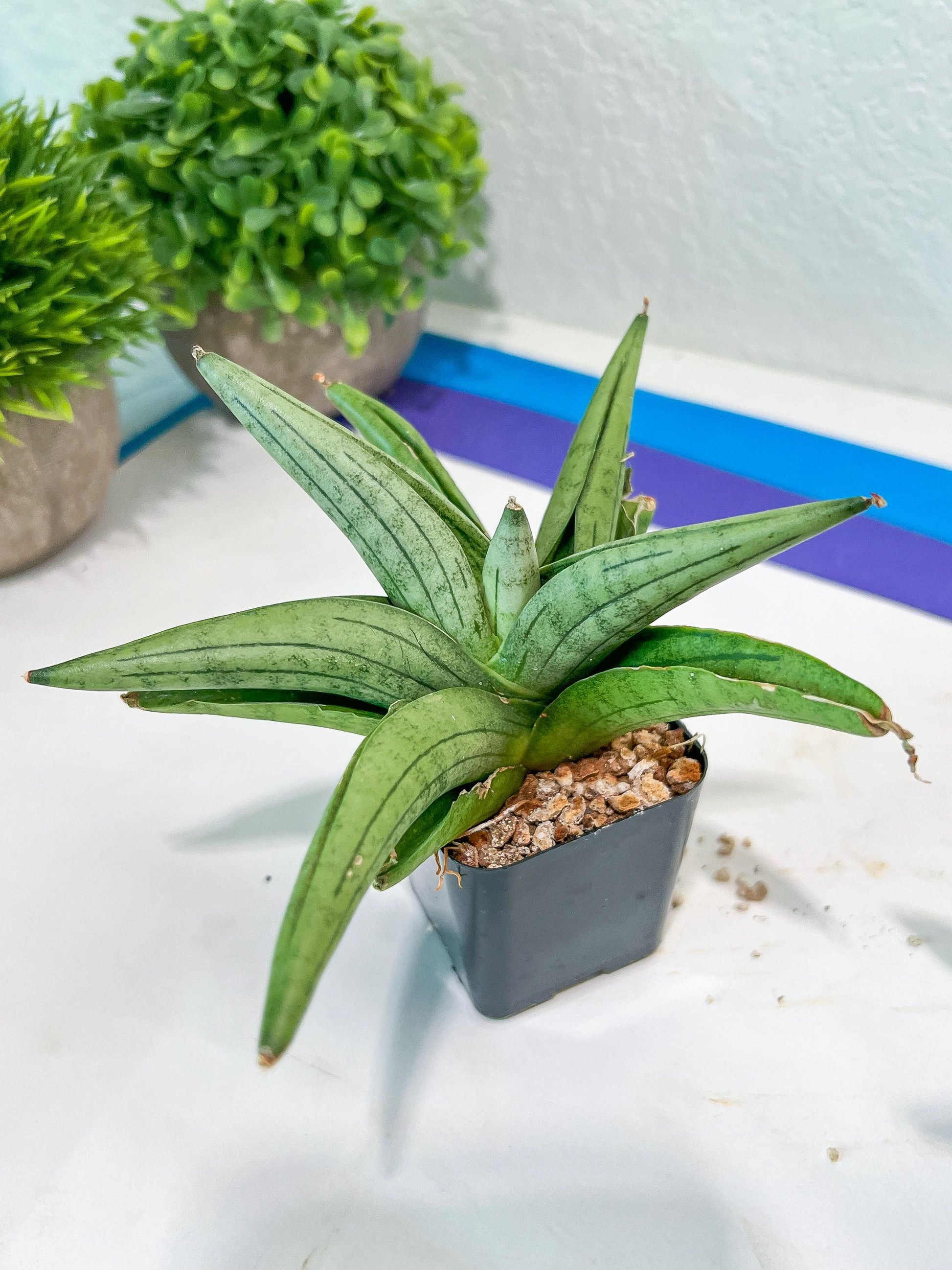 Sansevieria Supper Chubby | Rare Snake Plant | 2" Planter