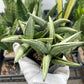 Sansevieria Supper Chubby | Rare Snake Plant | 2" Planter