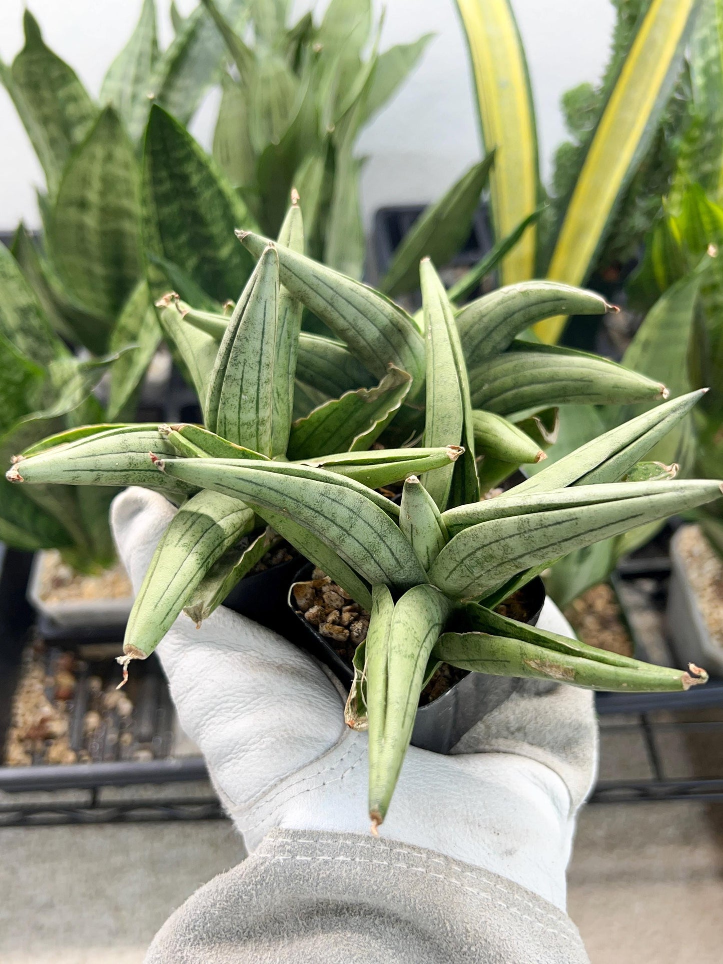 Sansevieria Supper Chubby | Rare Snake Plant | 2" Planter