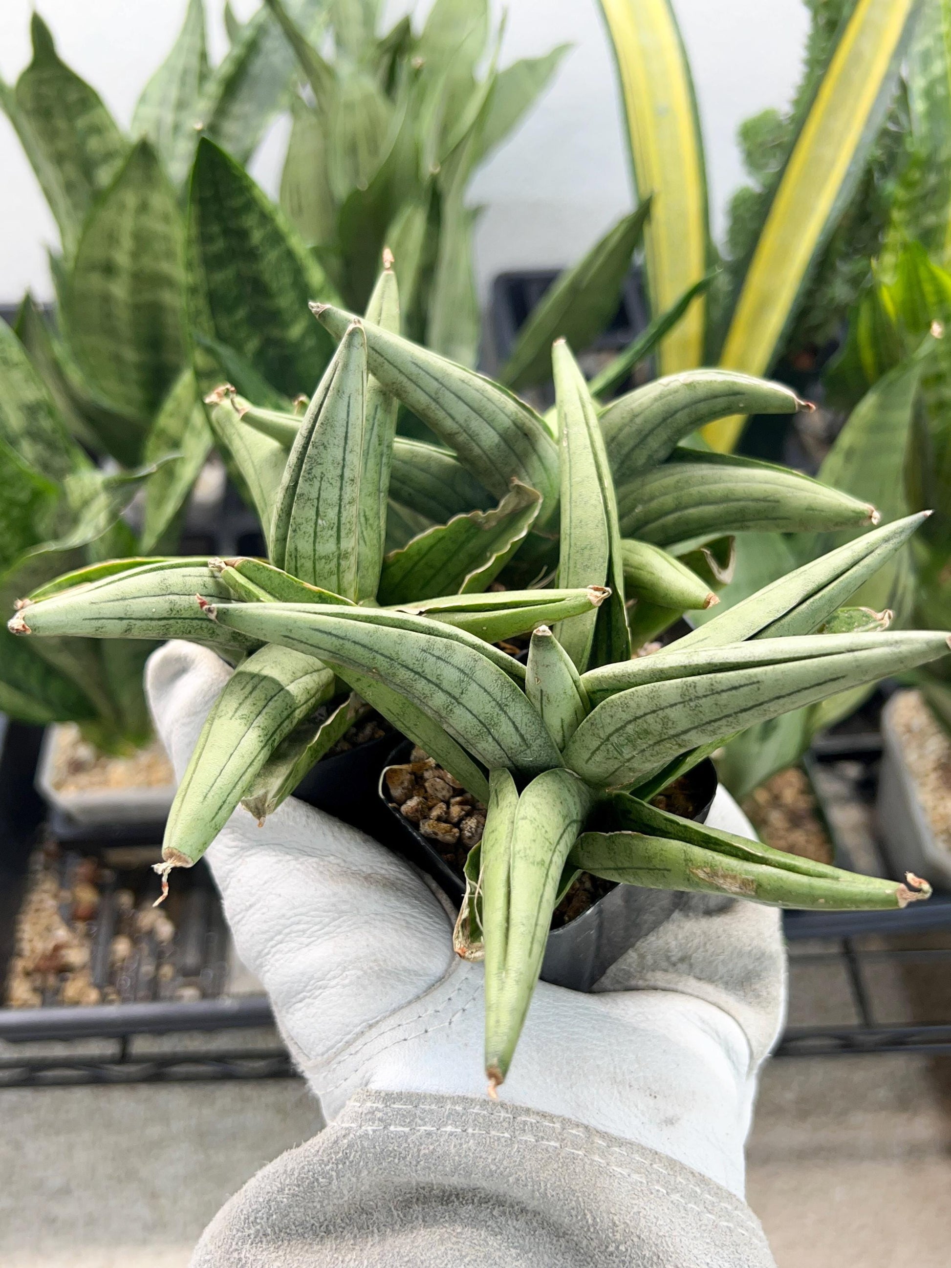 Sansevieria Supper Chubby | Rare Snake Plant | 2" Planter