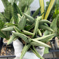 Sansevieria Supper Chubby | Rare Snake Plant | 2" Planter