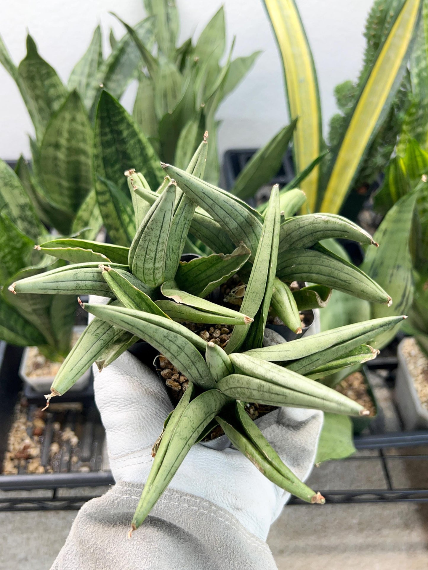 Sansevieria Supper Chubby | Rare Snake Plant | 2" Planter