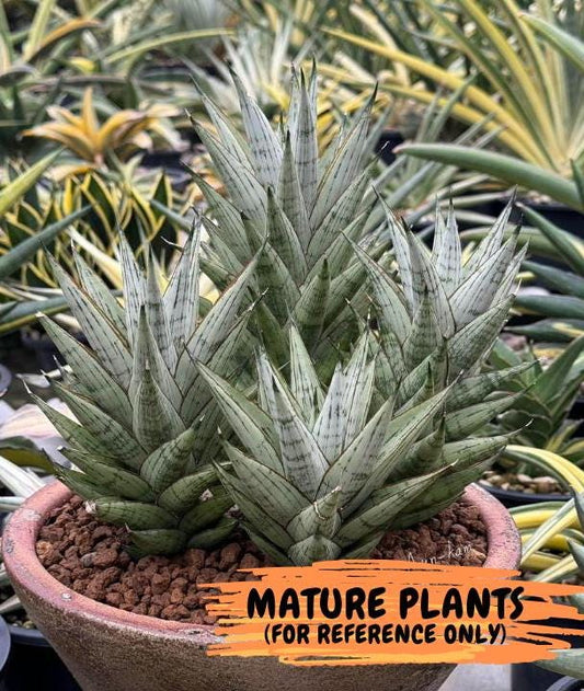 Sansevieria Peridot (Su1) (8) | Imported Sansevieria