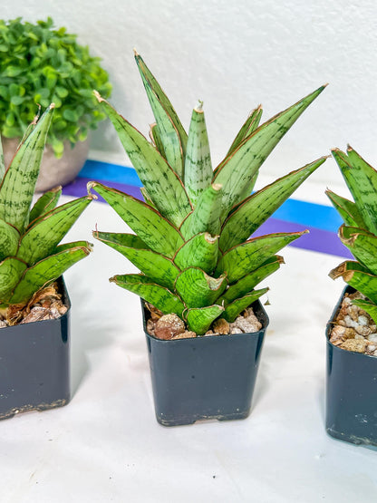 Sansevieria Peridot (PH14) | Imported Plants | Rare Hybrid Species