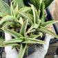 Sansevieria Chao Praya (#AC43) | Imported Indoor Snake Plant | 2" Planter