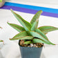 Sansevieria Chao Praya (#AC43) | Imported Indoor Snake Plant | 2" Planter