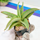 Sansevieria Chao Praya (#AC43) | Imported Indoor Snake Plant | 2" Planter