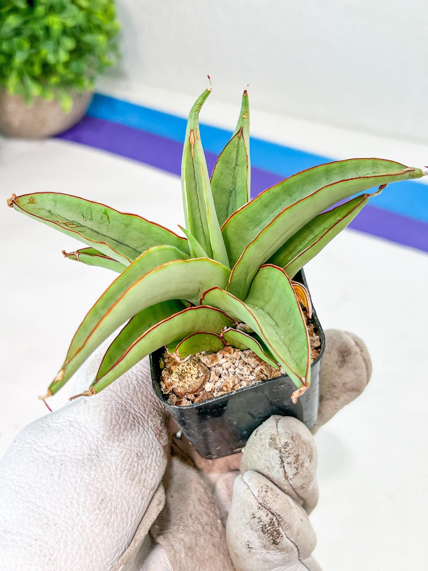 Sansevieria Chao Praya (#AC43) | Imported Indoor Snake Plant | 2" Planter