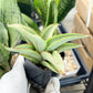 Sansevieria Chao Praya (#AC43) | Imported Indoor Snake Plant | 2" Planter