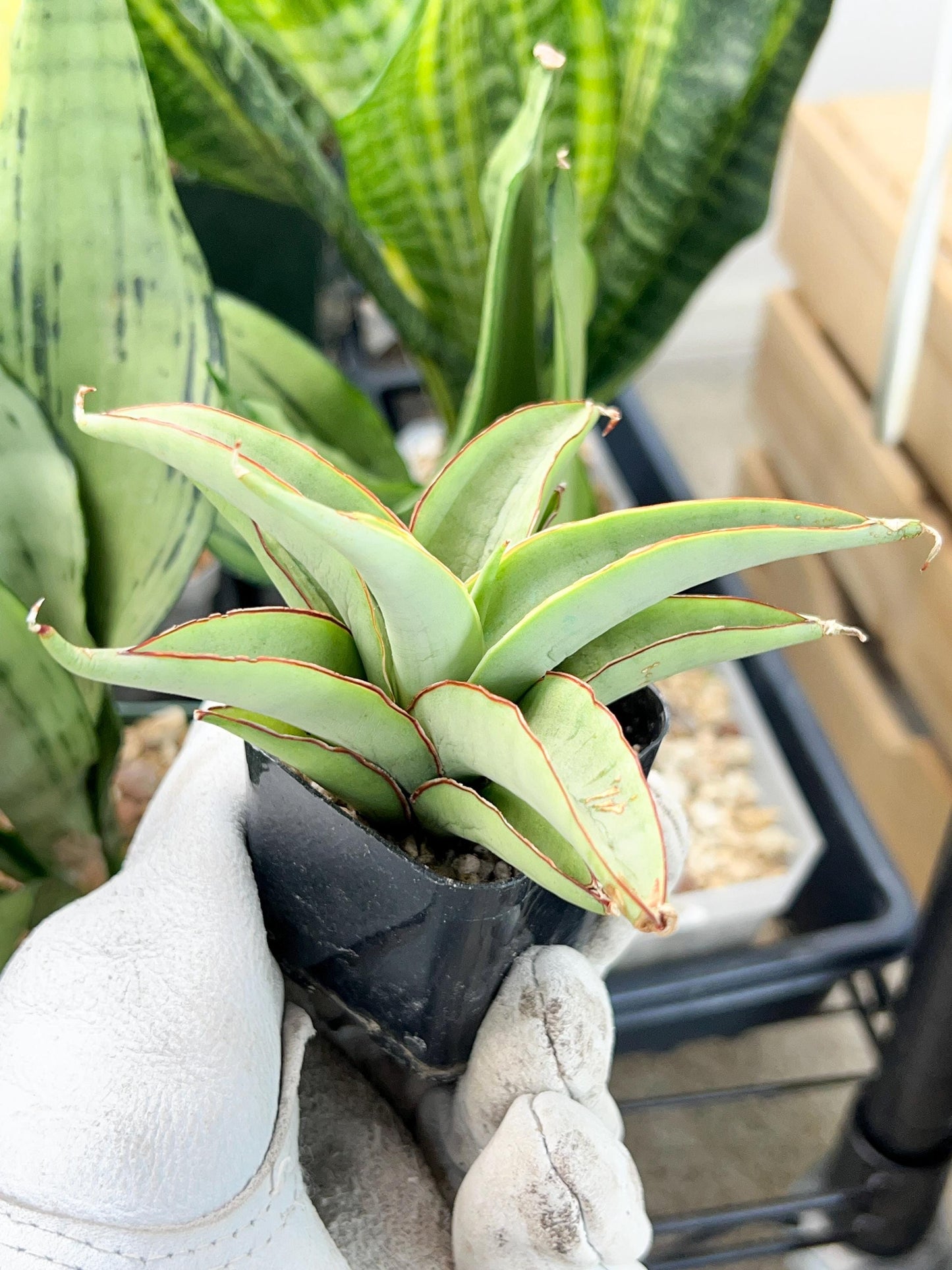 Sansevieria Chao Praya (#AC43) | Imported Indoor Snake Plant | 2" Planter