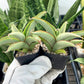 Sansevieria Chao Praya (#AC43) | Imported Indoor Snake Plant | 2" Planter