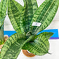 Sansevieria Moonshine Mutant | Choose Your Own Rare Plant