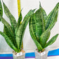 Sansevieria Moonshine Mutant | Choose Your Own Rare Plant
