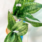 Sansevieria Moonshine Mutant | Choose Your Own Rare Plant