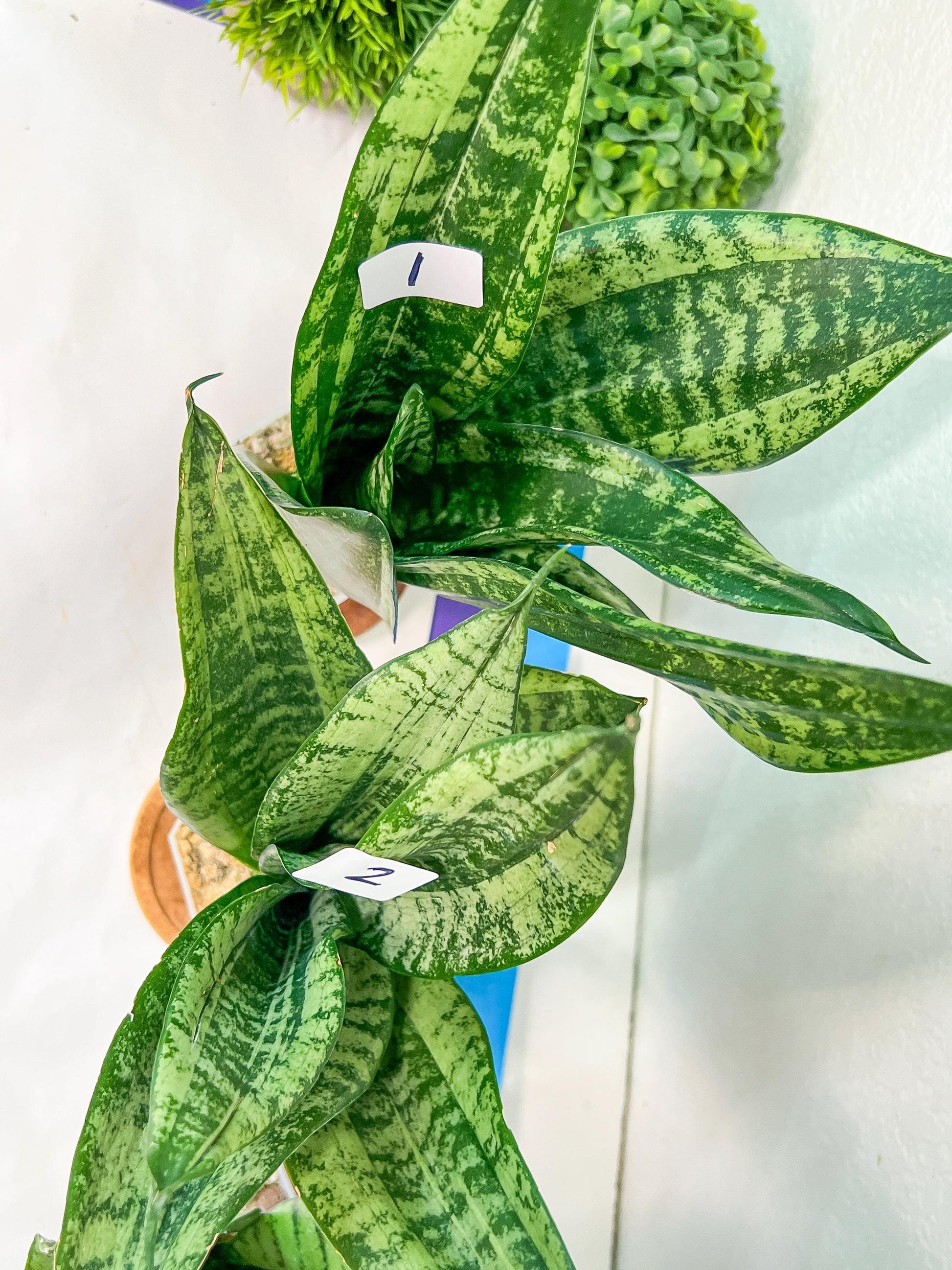 Sansevieria Moonshine Mutant | Choose Your Own Rare Plant