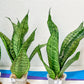 Sansevieria Moonshine Mutant | Choose Your Own Rare Plant