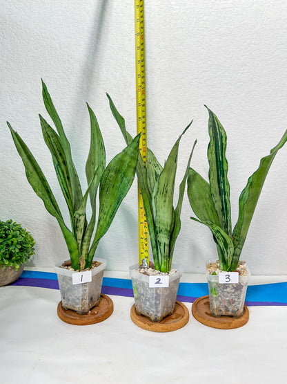 Sansevieria Moonshine Brazilian (#R14) | Hard to Find | Mutated Moonshine