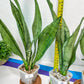 Sansevieria Moonshine Brazilian (#R14) | Hard to Find | Mutated Moonshine