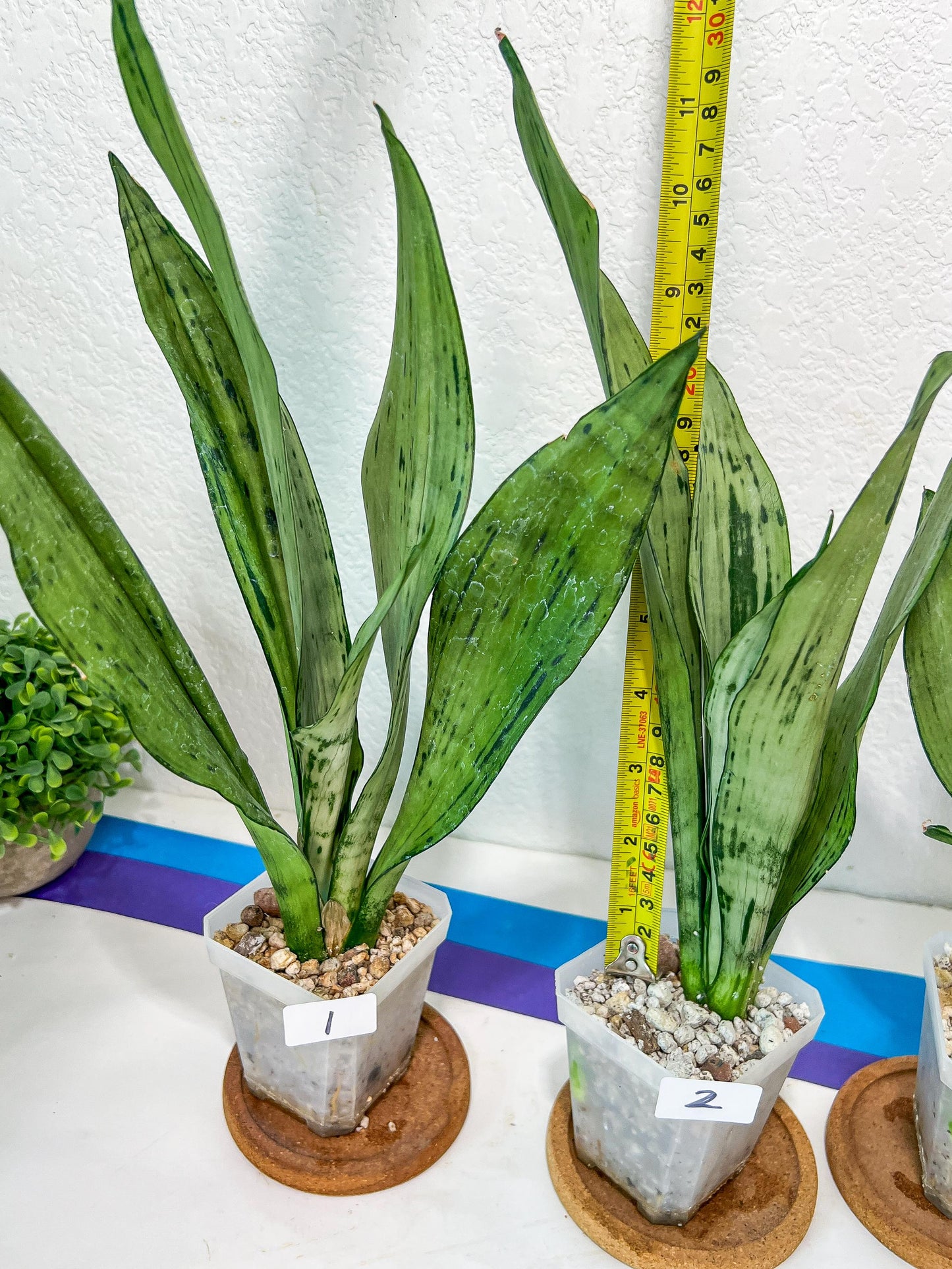 Sansevieria Moonshine Brazilian (#R14) | Hard to Find | Mutated Moonshine