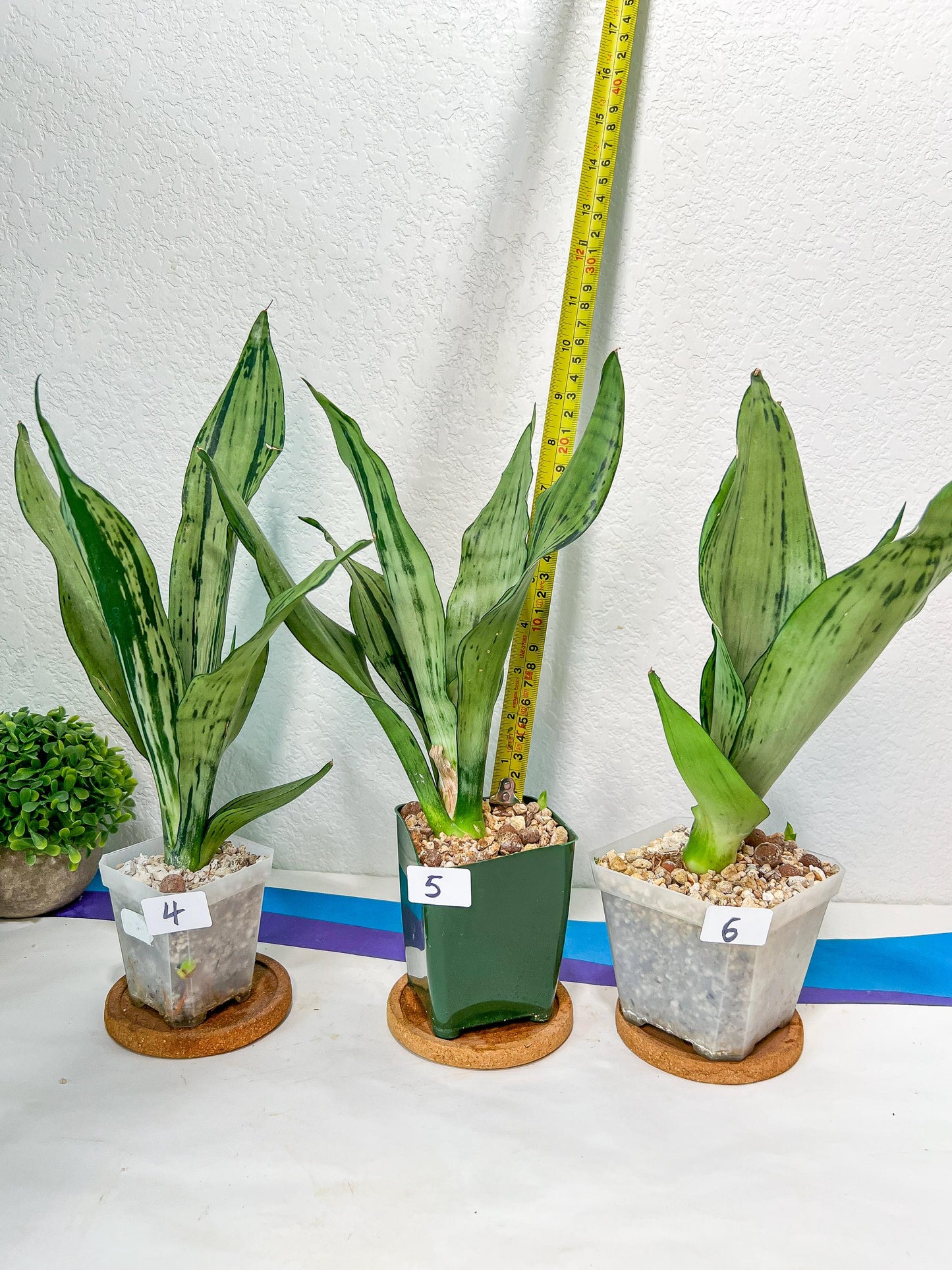 Sansevieria Moonshine Brazilian (#R14) | Hard to Find | Mutated Moonshine